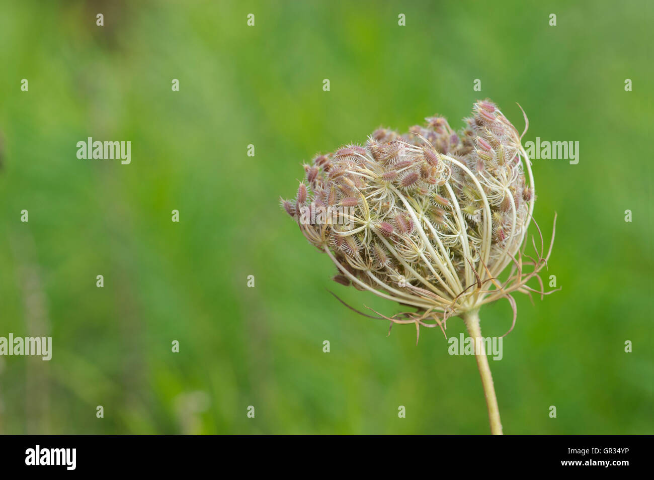 daucus-carota-wild-carrot-fruit-cluster-containing-oval-fruits-with
