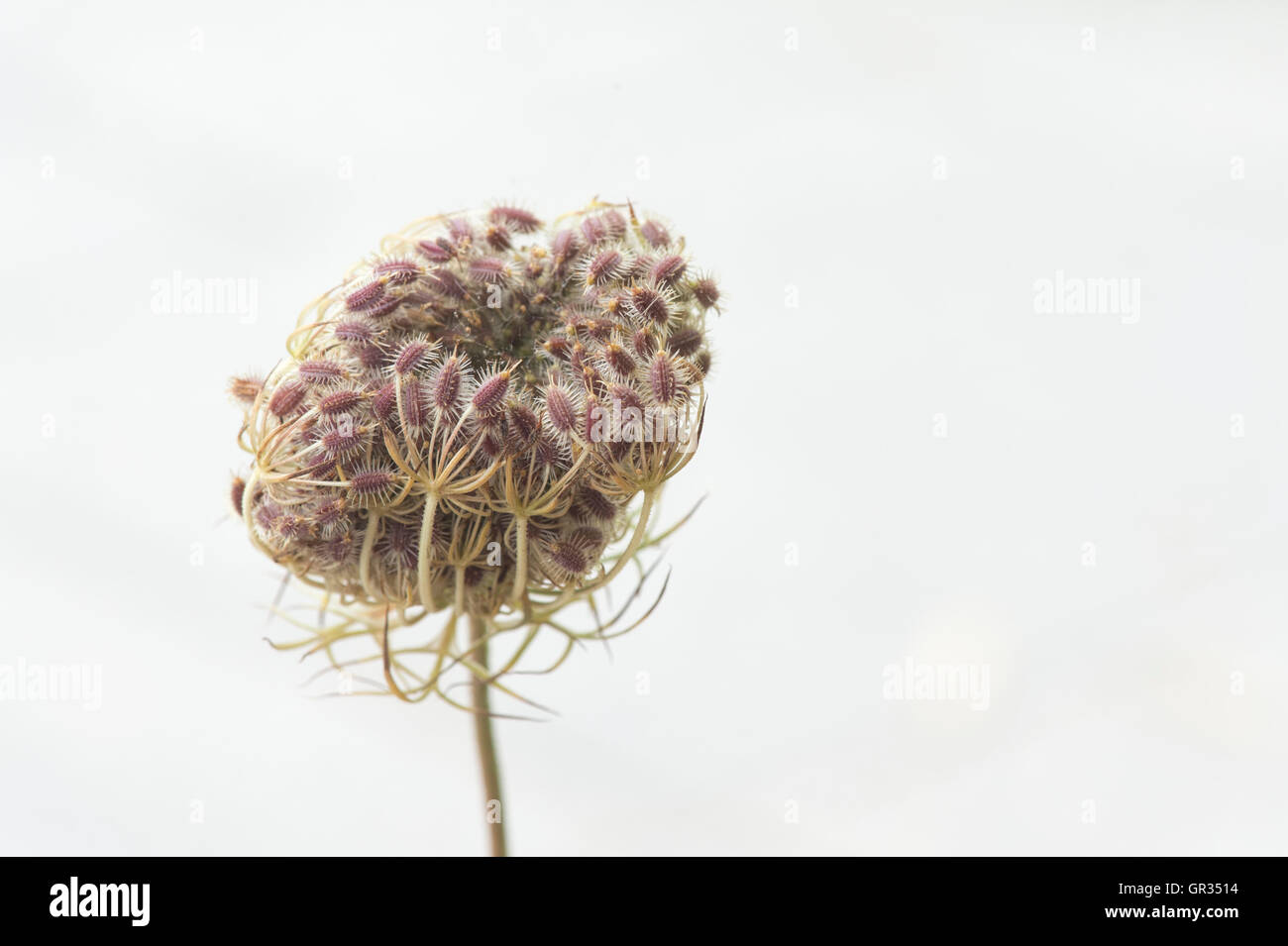 Daucus carota. Wild carrot fruit cluster containing oval fruits with