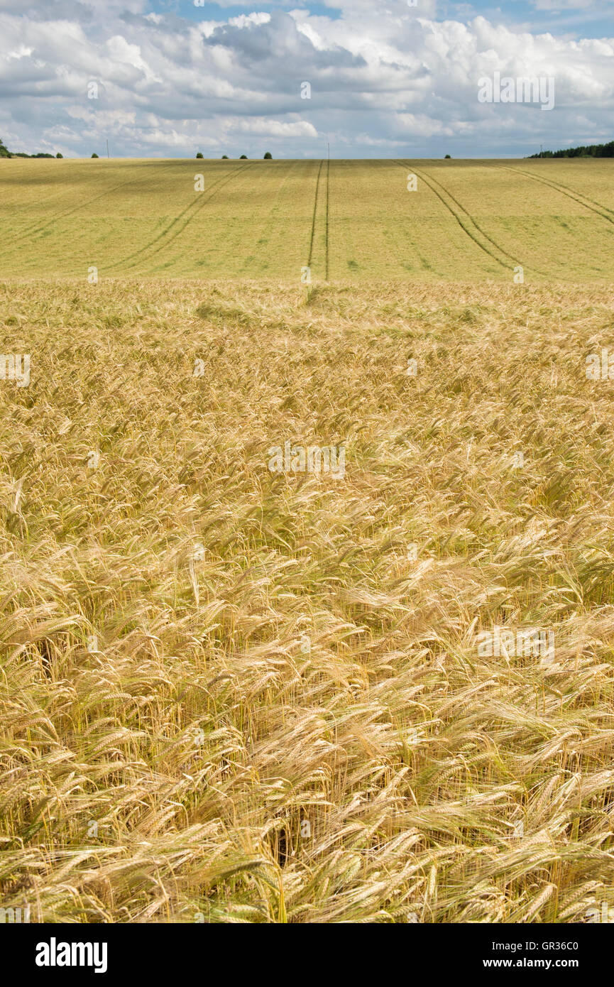 Hordeum vulgare. Barley field in summer. UK Stock Photo