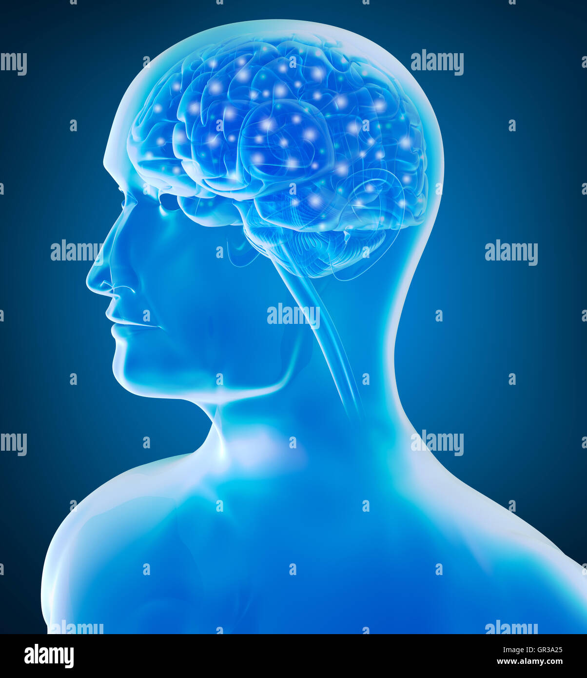 Human brain x-ray view Stock Photo - Alamy