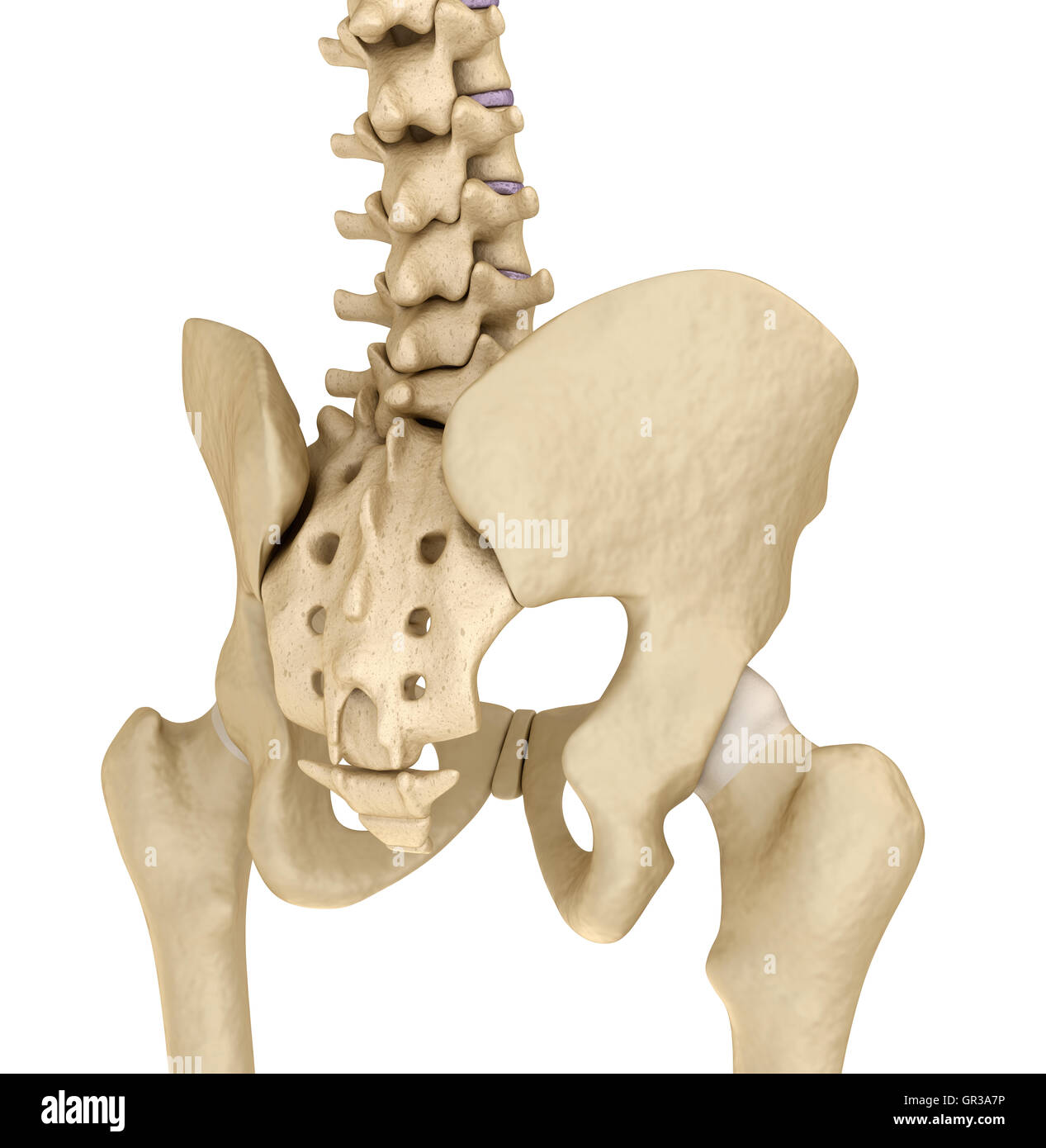 Medical accurate illustration of the hip backside Stock Photo