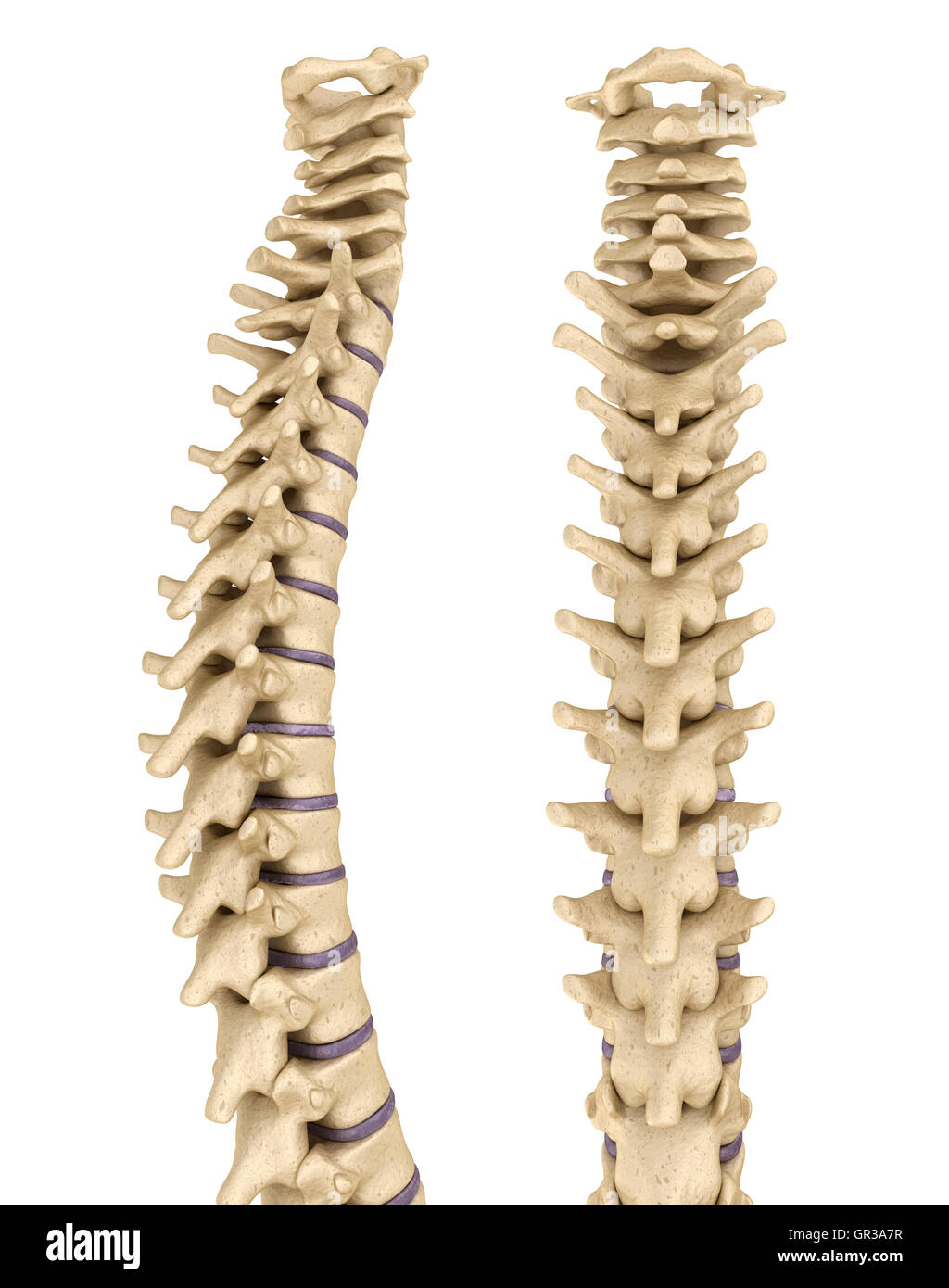 Medically accurate illustration of the human spine 3D render Stock Photo
