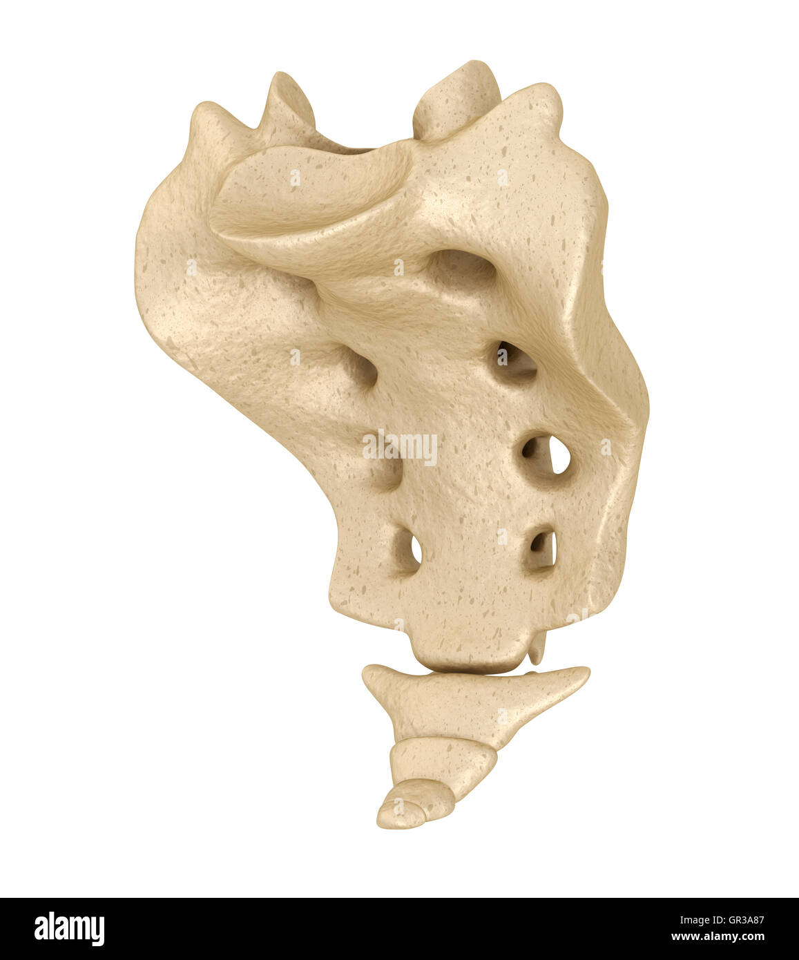 Sacrum : Medically accurate 3D illustration Stock Photo