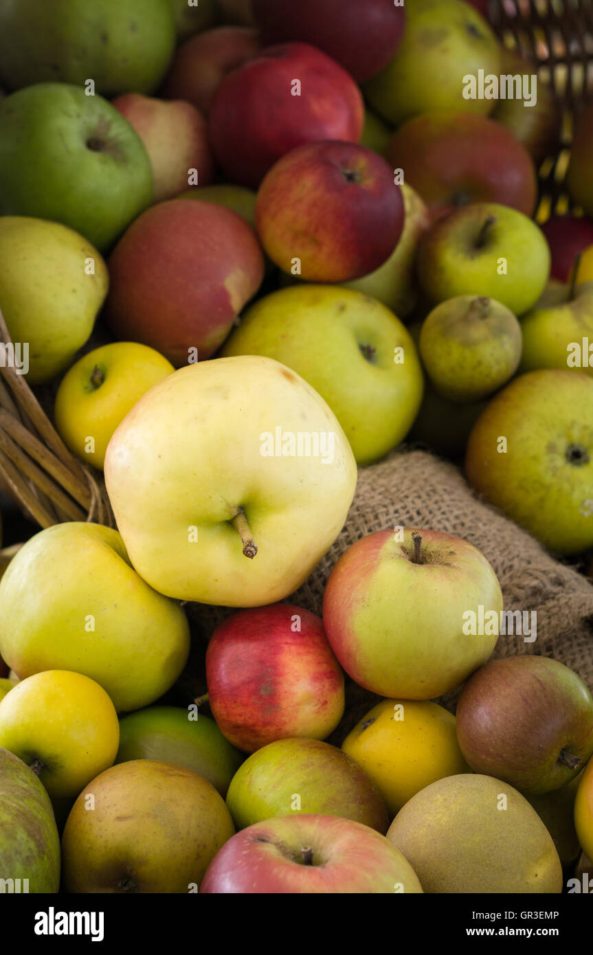 A display of price winning apples Stock Photo Alamy