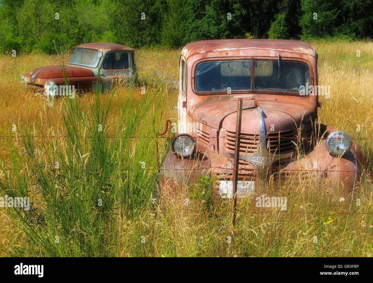 Two mid-century pickup trucks quietly stand guard over a vacant field in Washington State's Pacific Northwest. Stock Photo