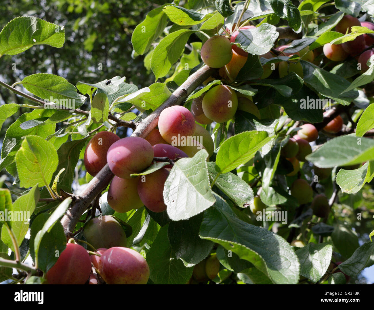 Victoria Plums ripening on the tree branch Stock Photo Alamy