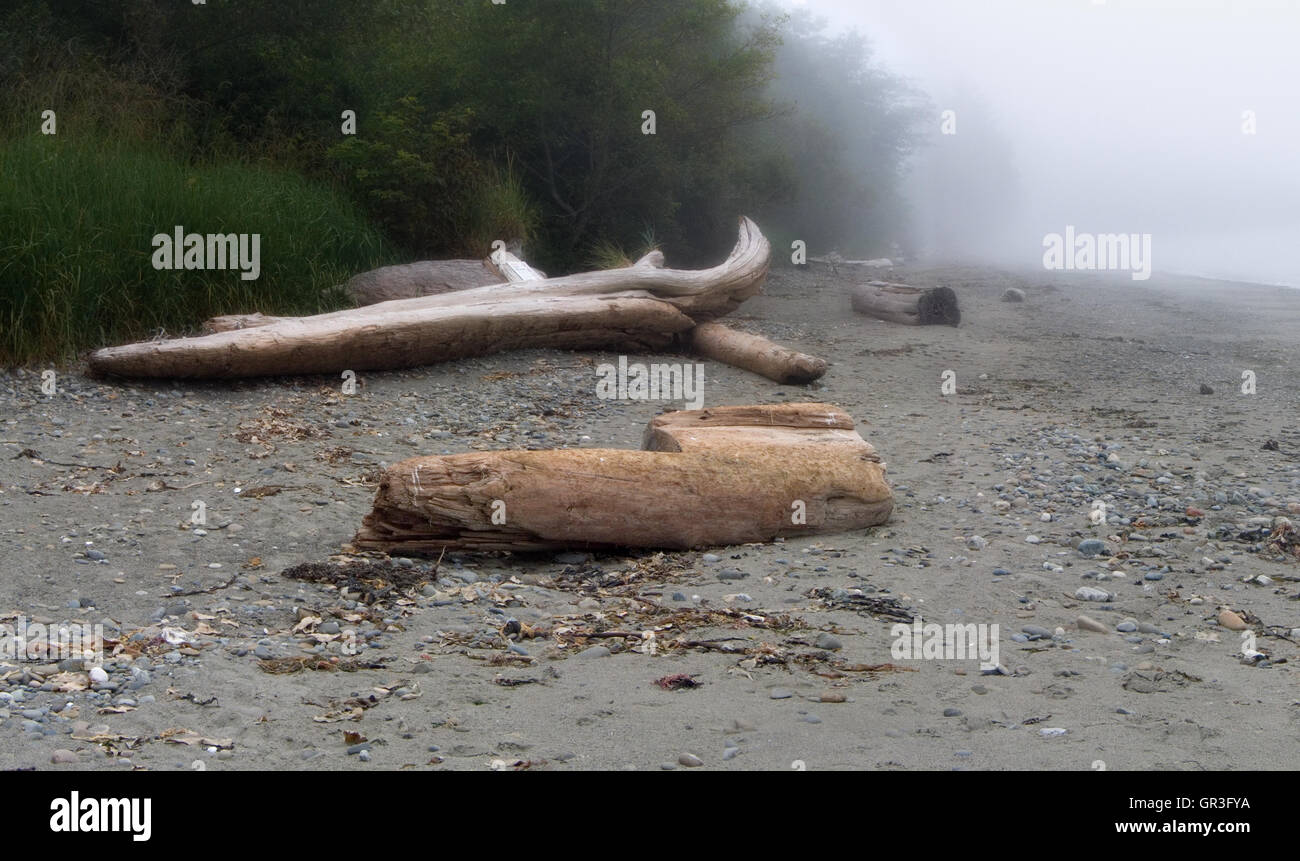 A foggy still life of driftwood, volcanic sand and beach textures on Washington's Olympic Peninsula. Stock Photo
