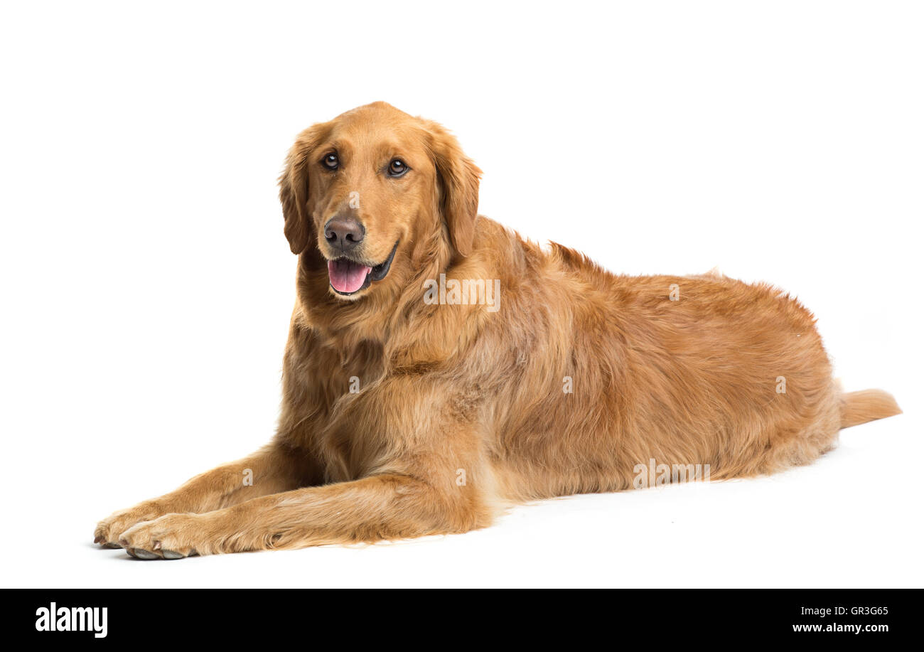 Golden Retriever dog laying down on white background Stock Photo - Alamy