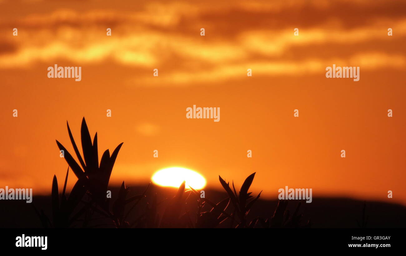 Gold colors hi-res stock photography and images - Alamy