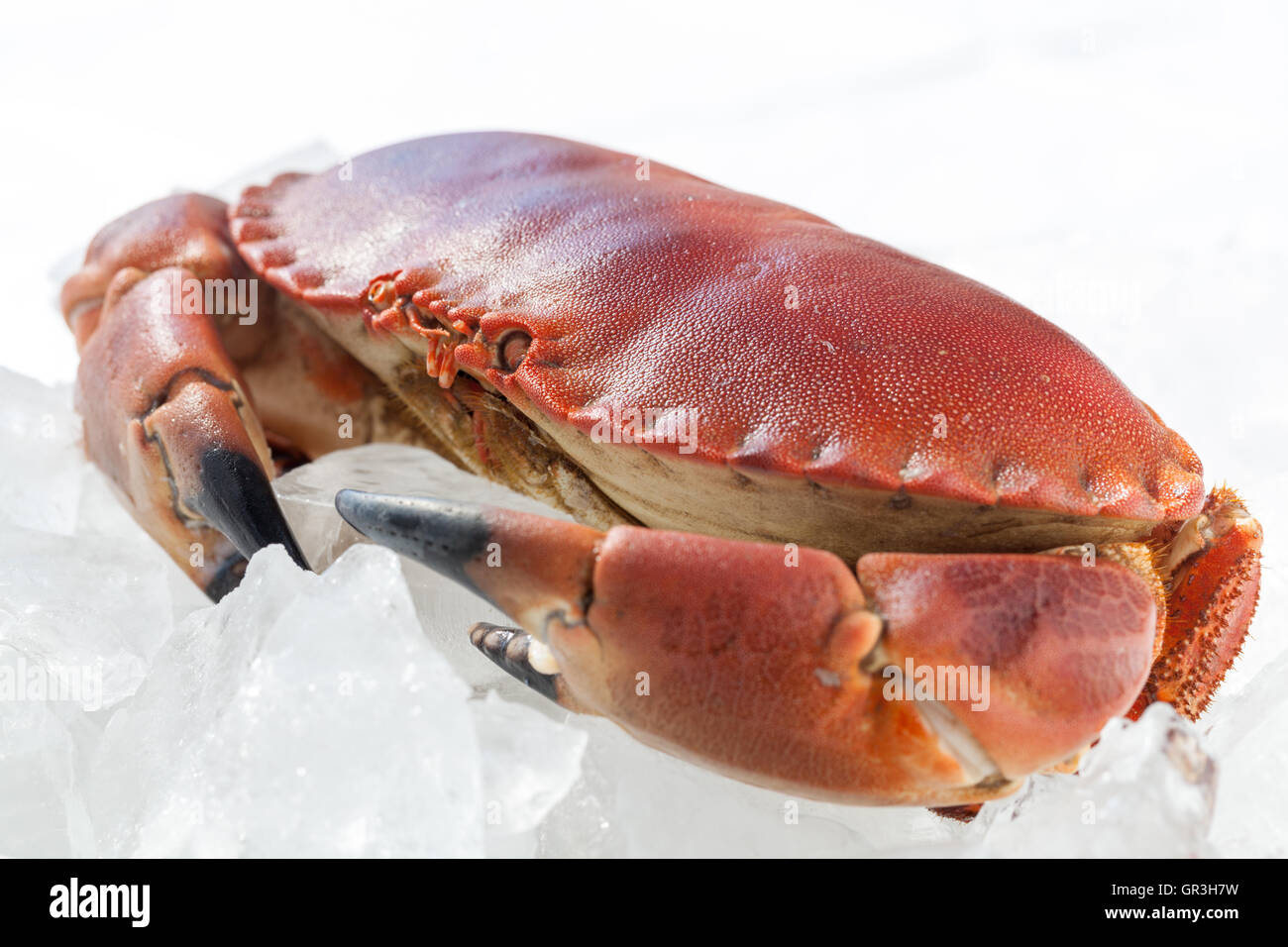 Whole Crab on Ice Stock Photo Alamy