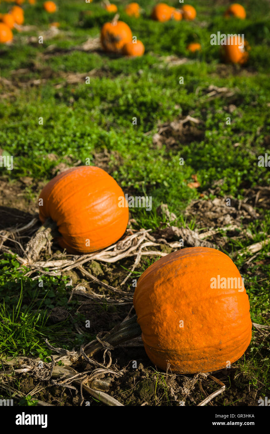 Field of pumpkins Stock Photo - Alamy