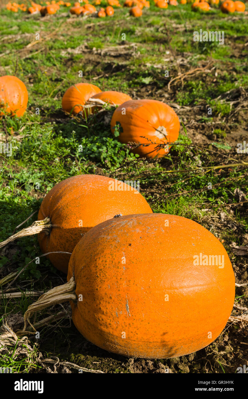 Field of pumpkins Stock Photo - Alamy