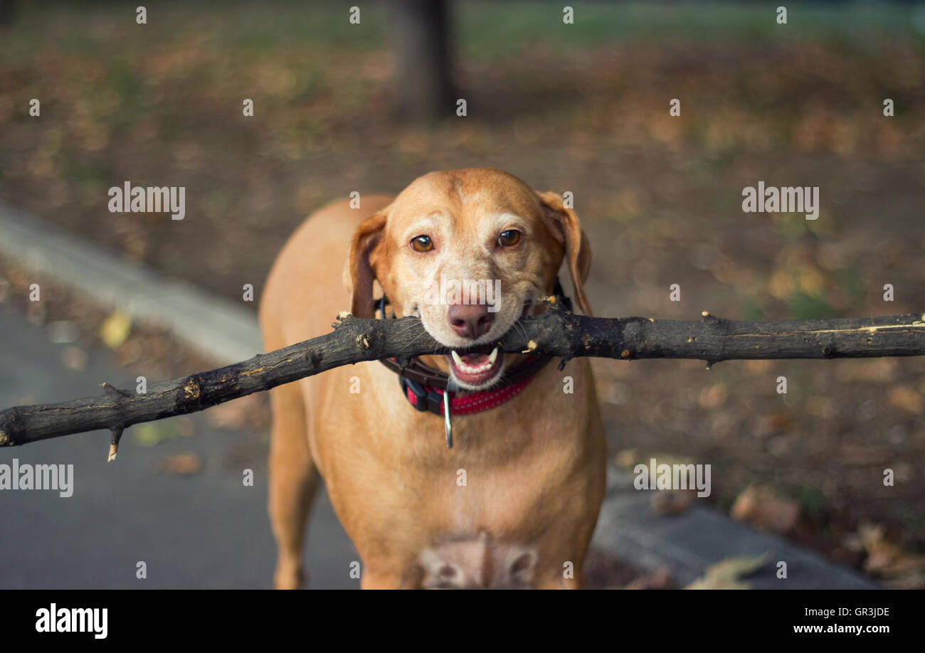 Old golden dog holding a branch Stock Photo