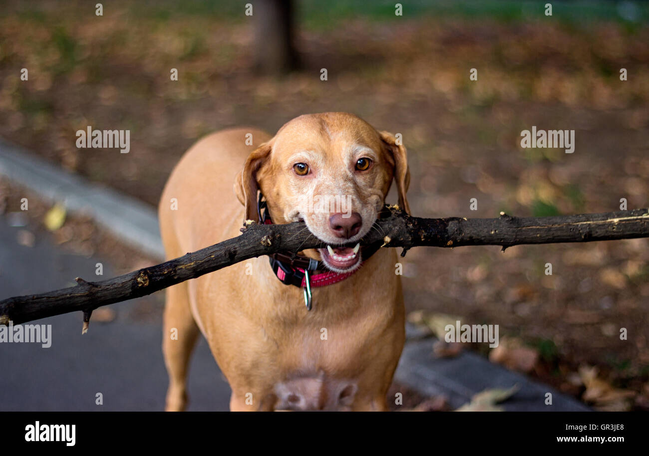 Old golden dog holding a branch Stock Photo