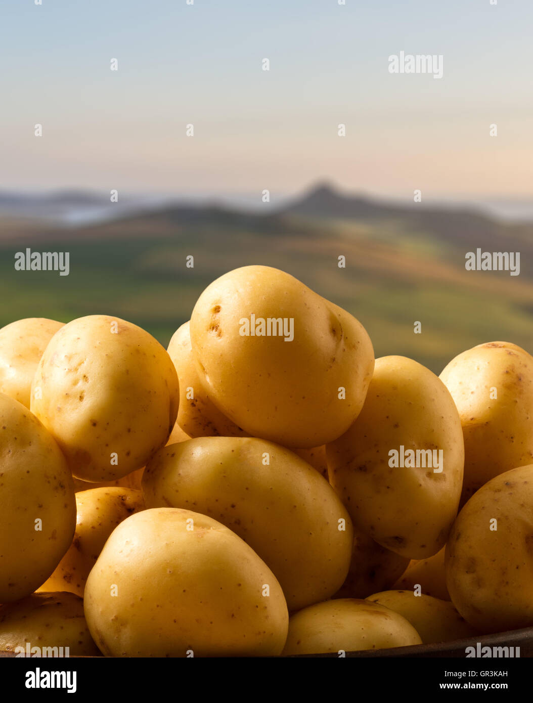 Pembrokeshire Early New Potatoes Stock Photo - Alamy