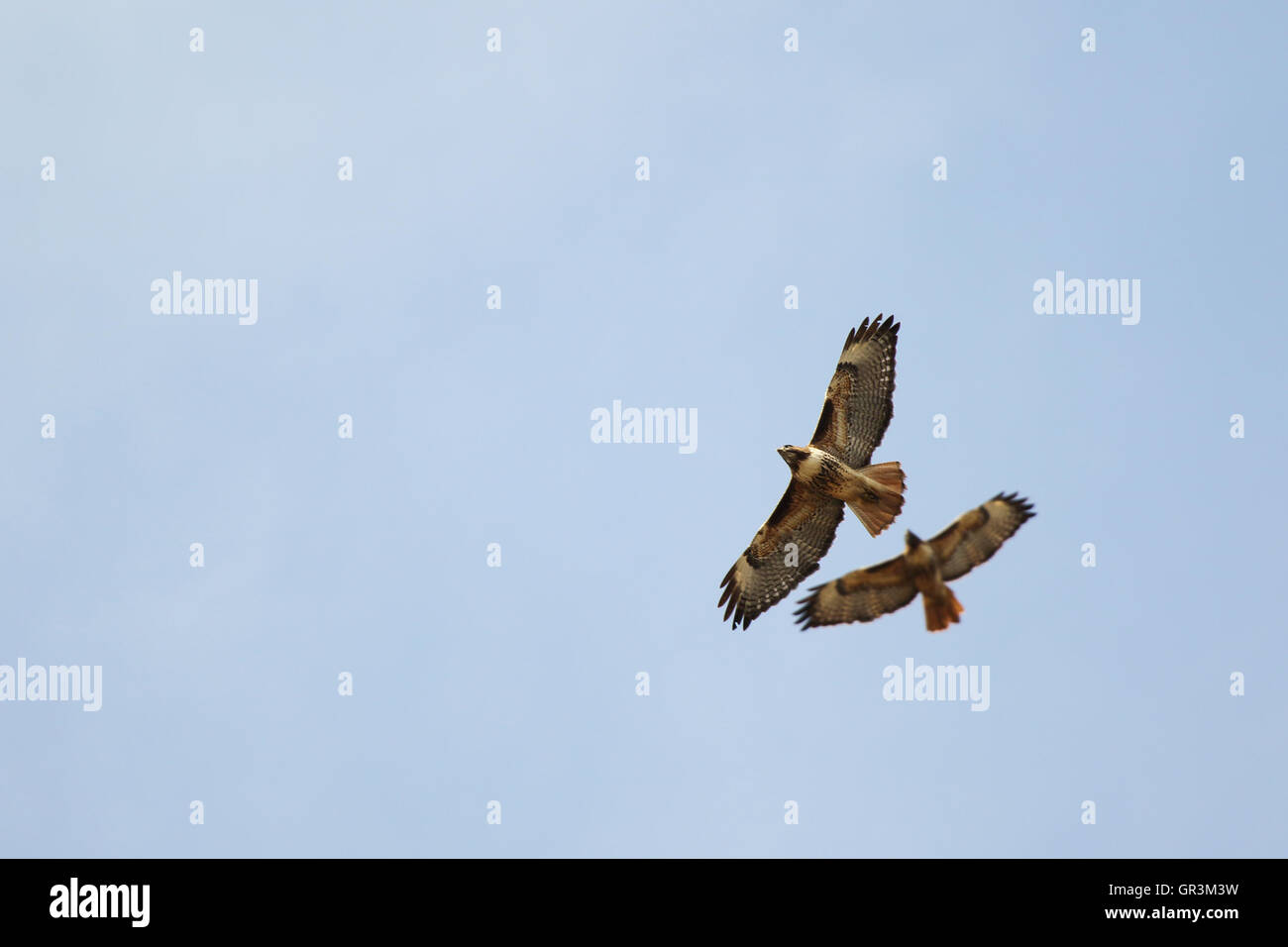 A pair of Red-tailed Hawks in synchronous flight. Stock Photo