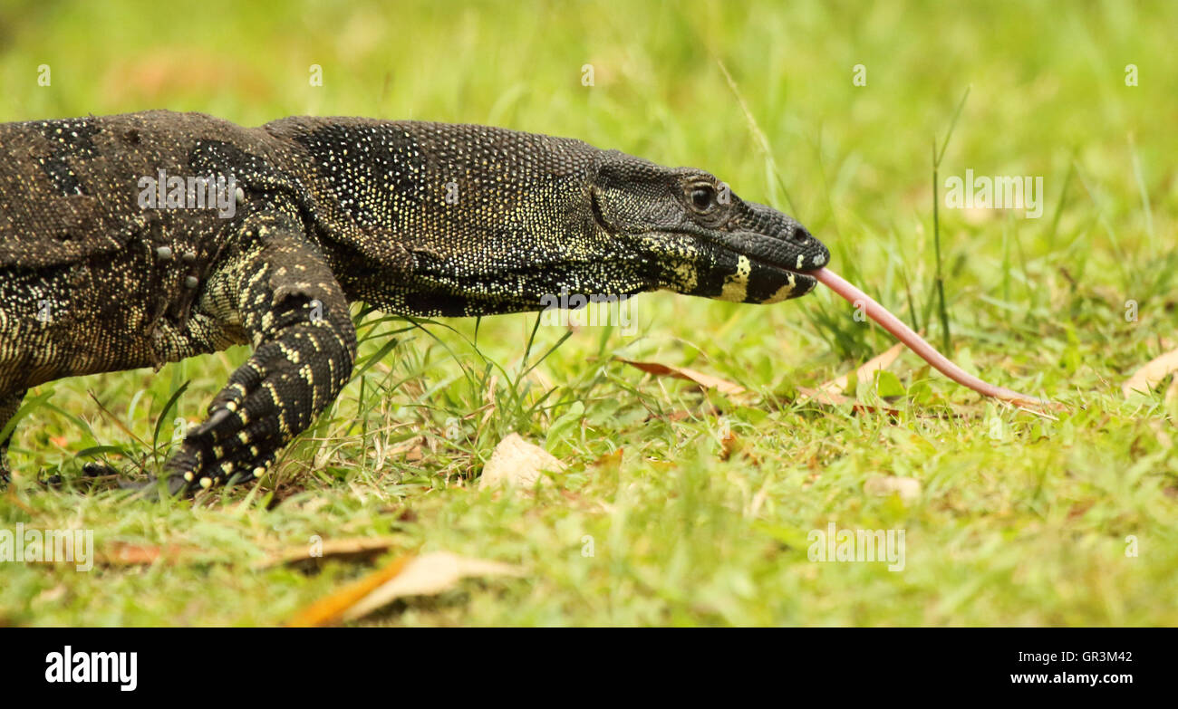 A Monitor Lizard stretching out it's tongue Stock Photo Alamy