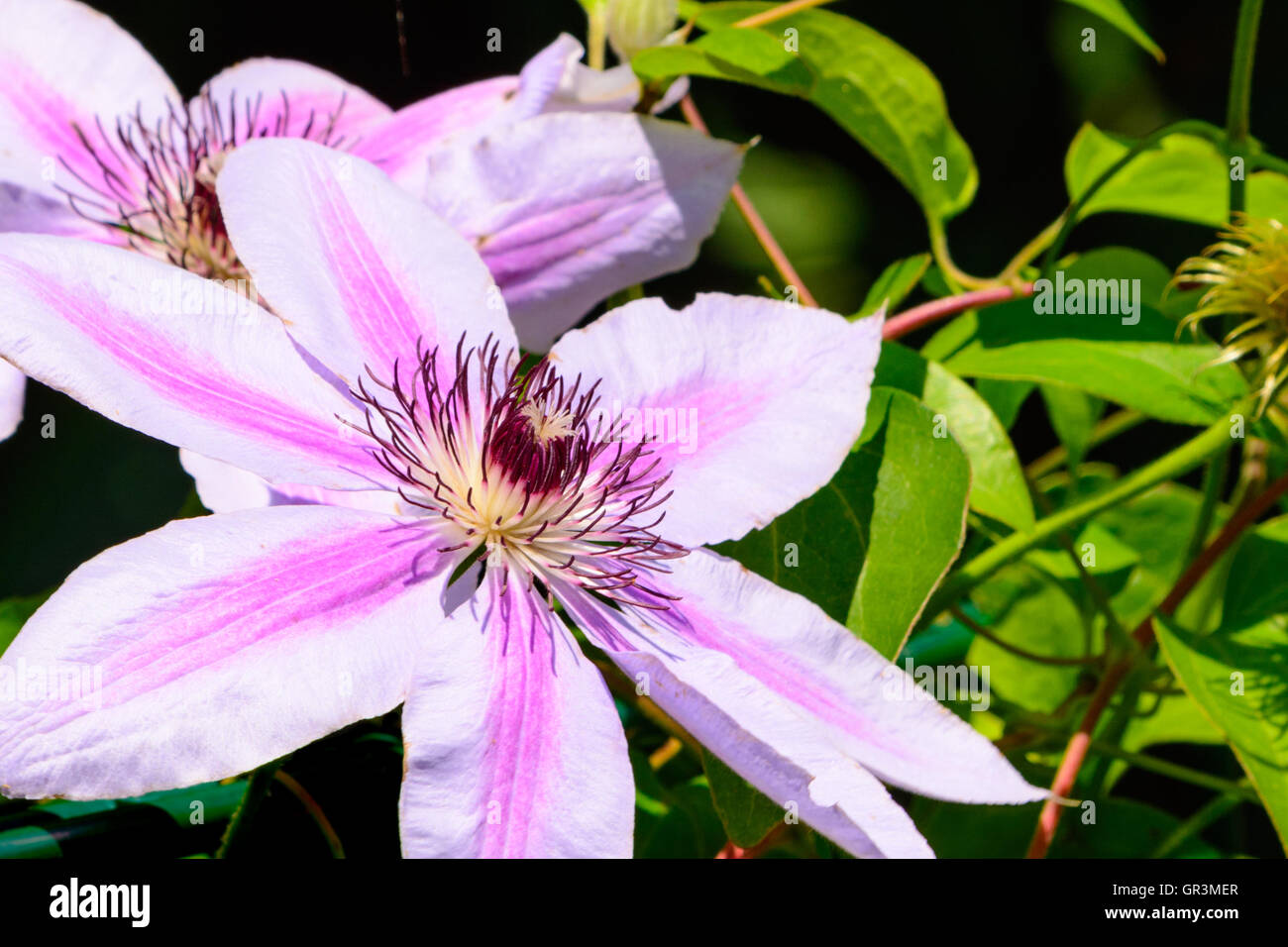 Pink, Purple and Lavender Clematis flowers on fence Stock Photo - Alamy