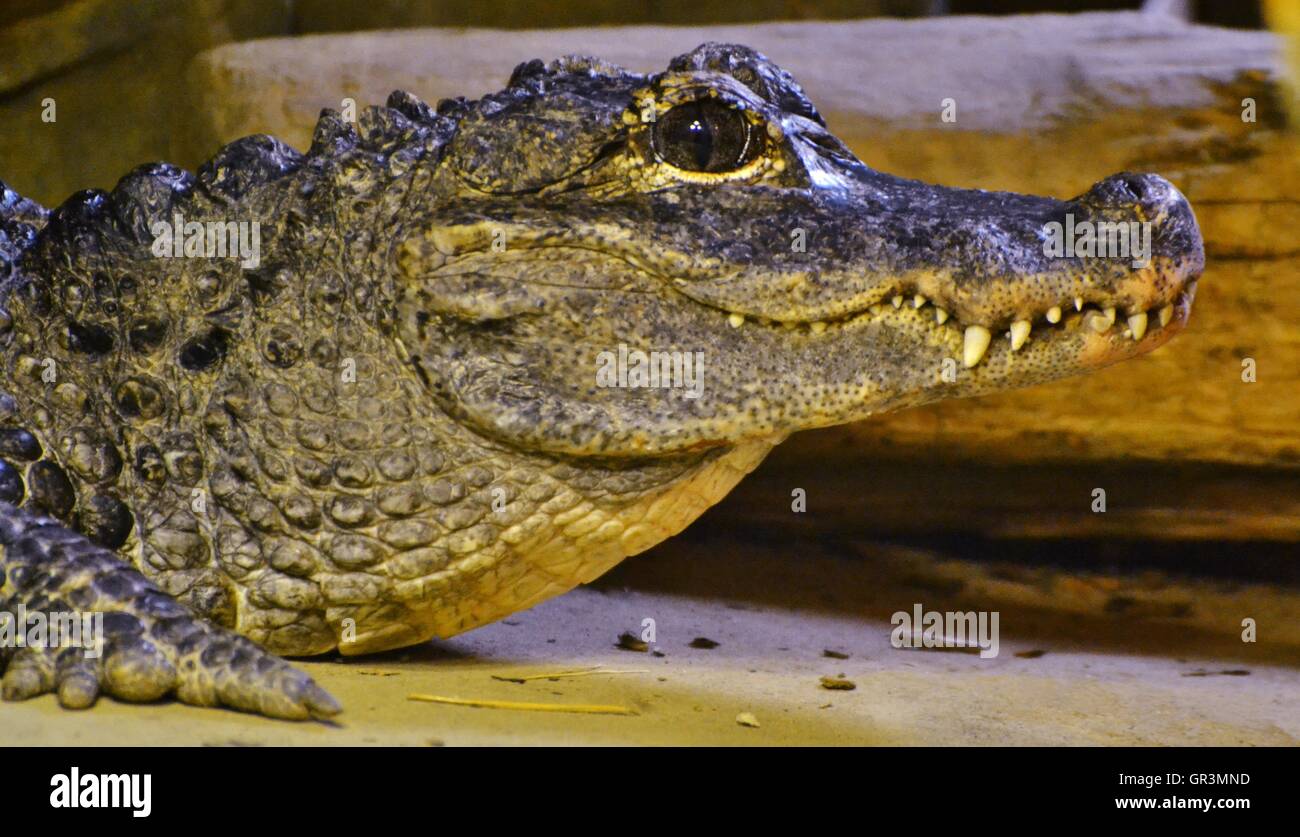 The Chinese Alligator (Alligator sinensis), also known as the Yangtze alligator, is a critically endangered species from eastern Stock Photo