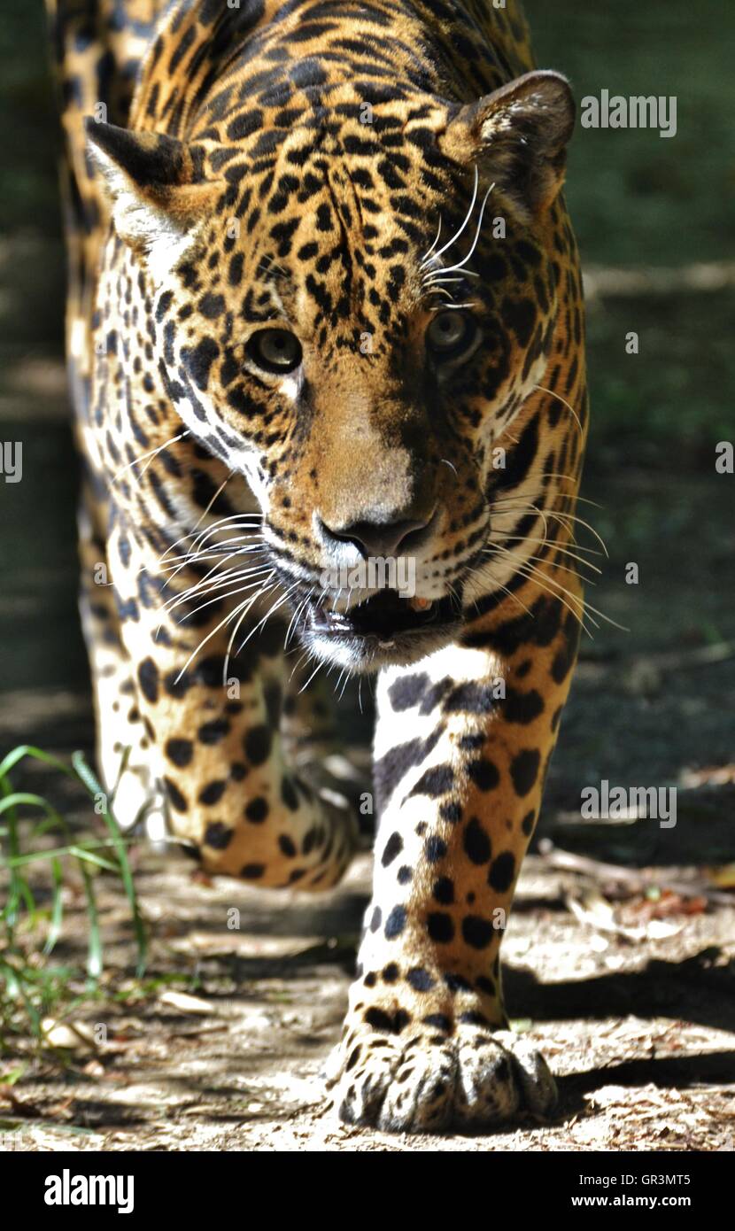 A jaguar (Panthera onca), which are native to Amazon jungle of South