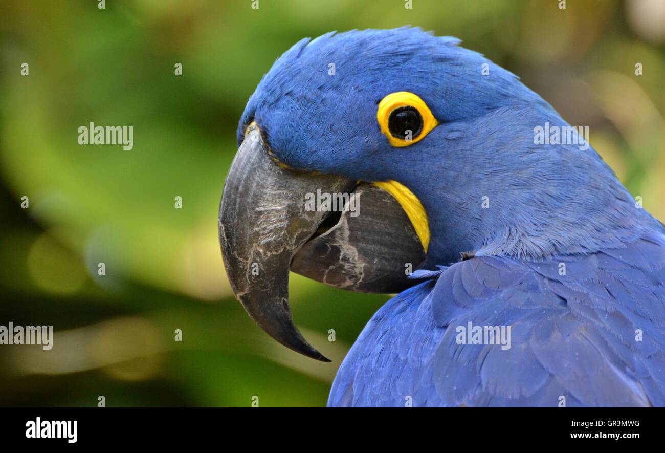 Hyacinth macaw (Anodorhynchus hyacinthinus), or hyacinthine macaw, is a blue parrot native South America's Amazon jungle. Stock Photo
