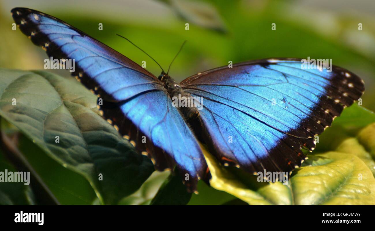 The Blue Morpho Butterfly is an iridescent tropical butterfly native to South and Central America Stock Photo