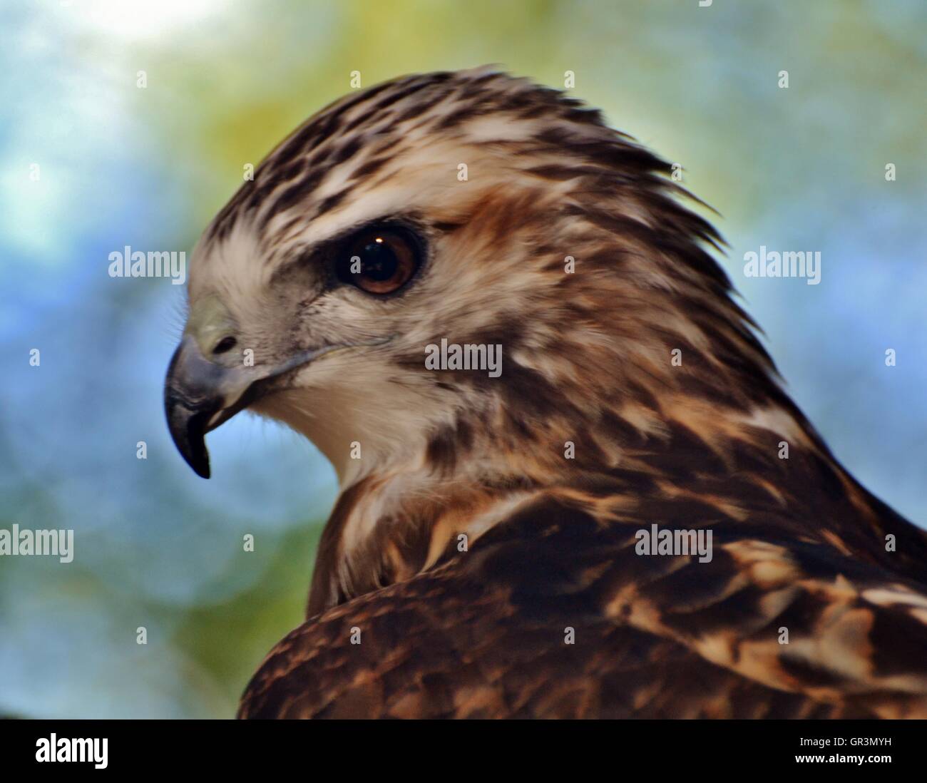 A Red-tailed Hawk (Buteo jamaicensis). The hawk is in the forest, giving a blue and green background Stock Photo