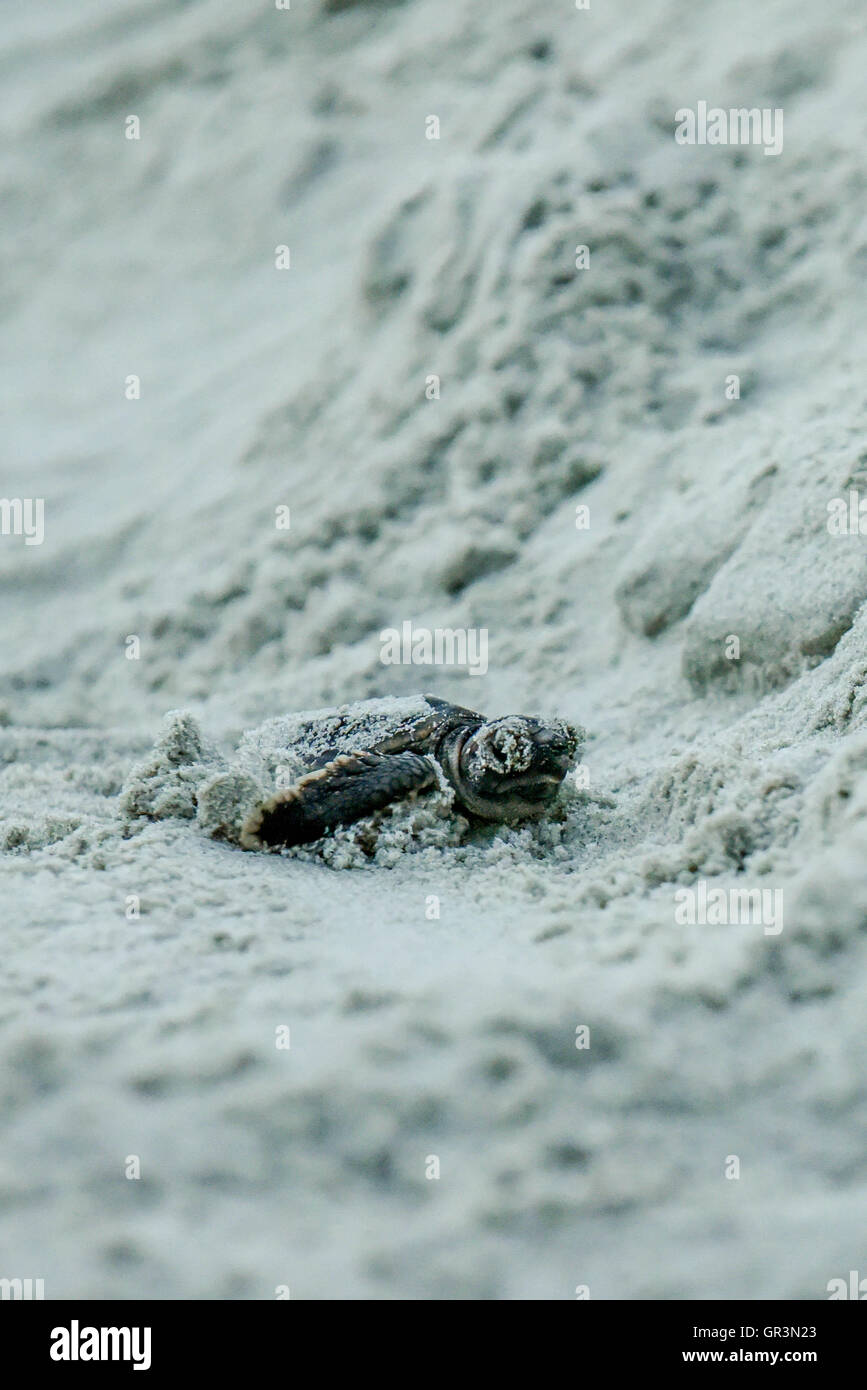 Baby Loggerhead turtle hatching - Caretta caretta | North Carolina - Sunset Beach | Endangered young turtles climb toward the ocean through the sand Stock Photo