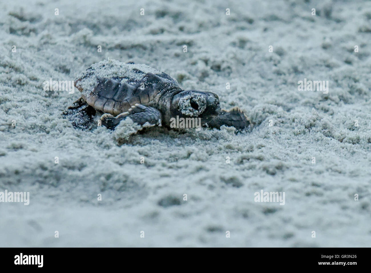 Baby Loggerhead turtle hatching - Caretta caretta | North Carolina - Sunset Beach | Endangered young turtles climb toward the ocean through the sand Stock Photo