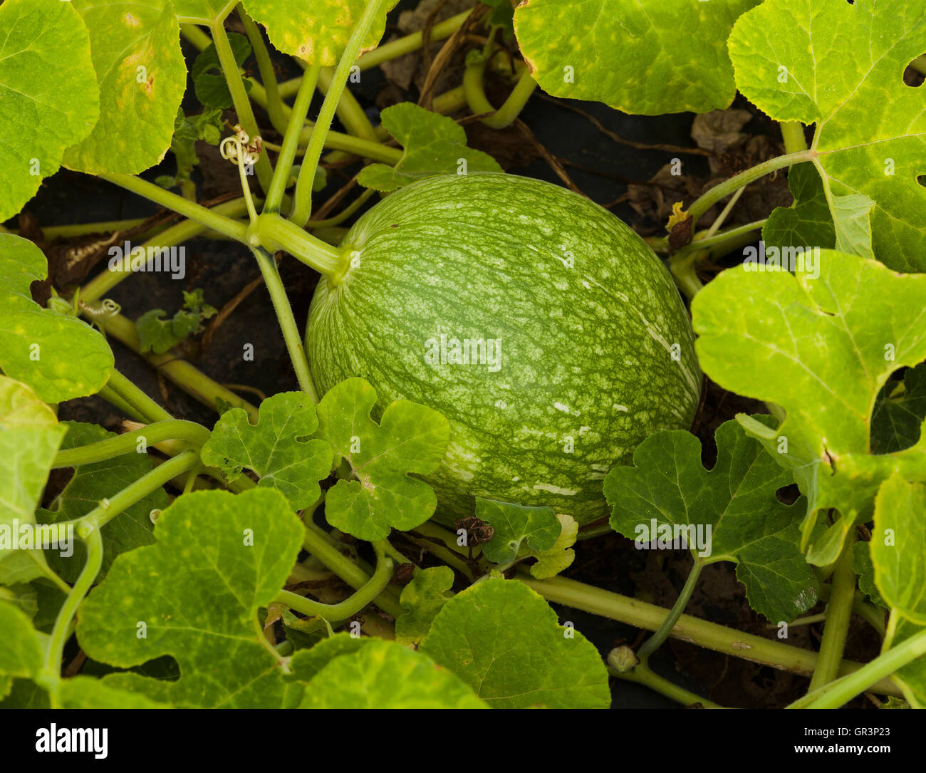 Cucurbita ficifolia pumpkin from Portugal Stock Photo