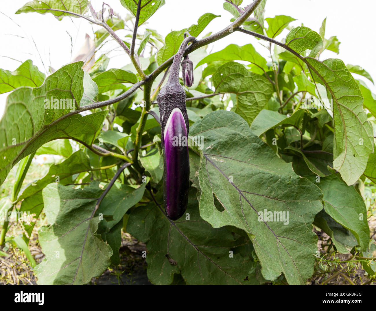 Chinese eggplant. 