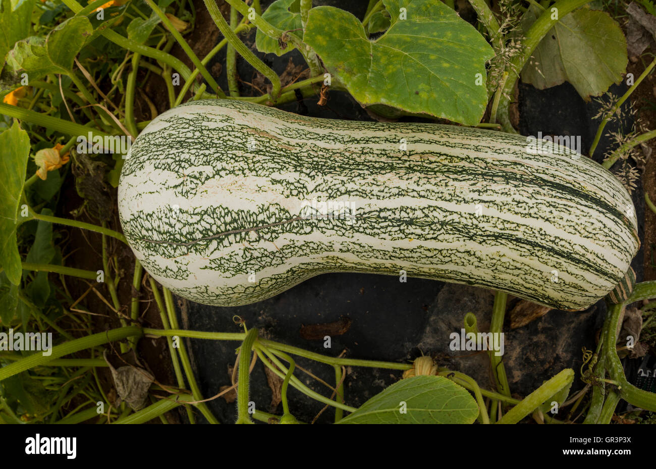 Ripe squash Cucurbita argyrosperma Stock Photo Alamy