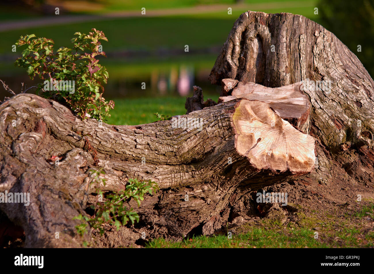 The trunks of felled tree Stock Photo Alamy