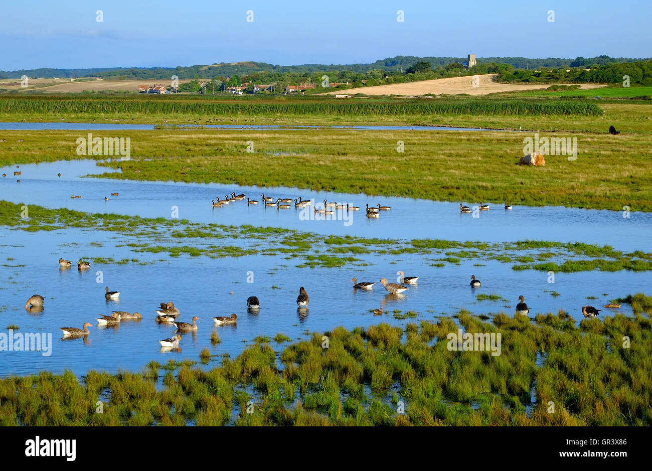 cley nature reserve looking towards salthouse, north norfolk, england Stock Photo