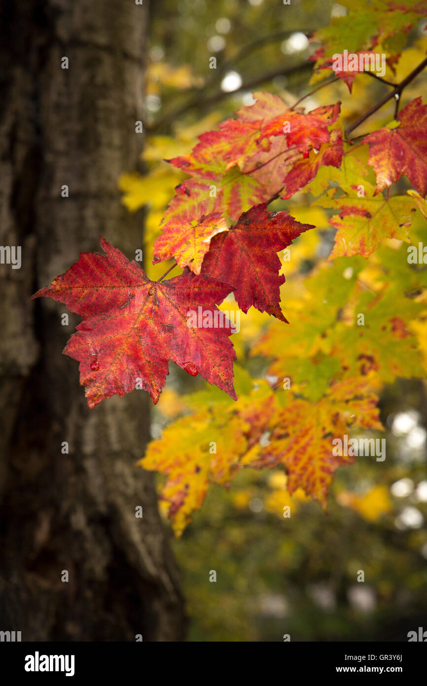 A branch of a maple tree in fall colors Stock Photo Alamy