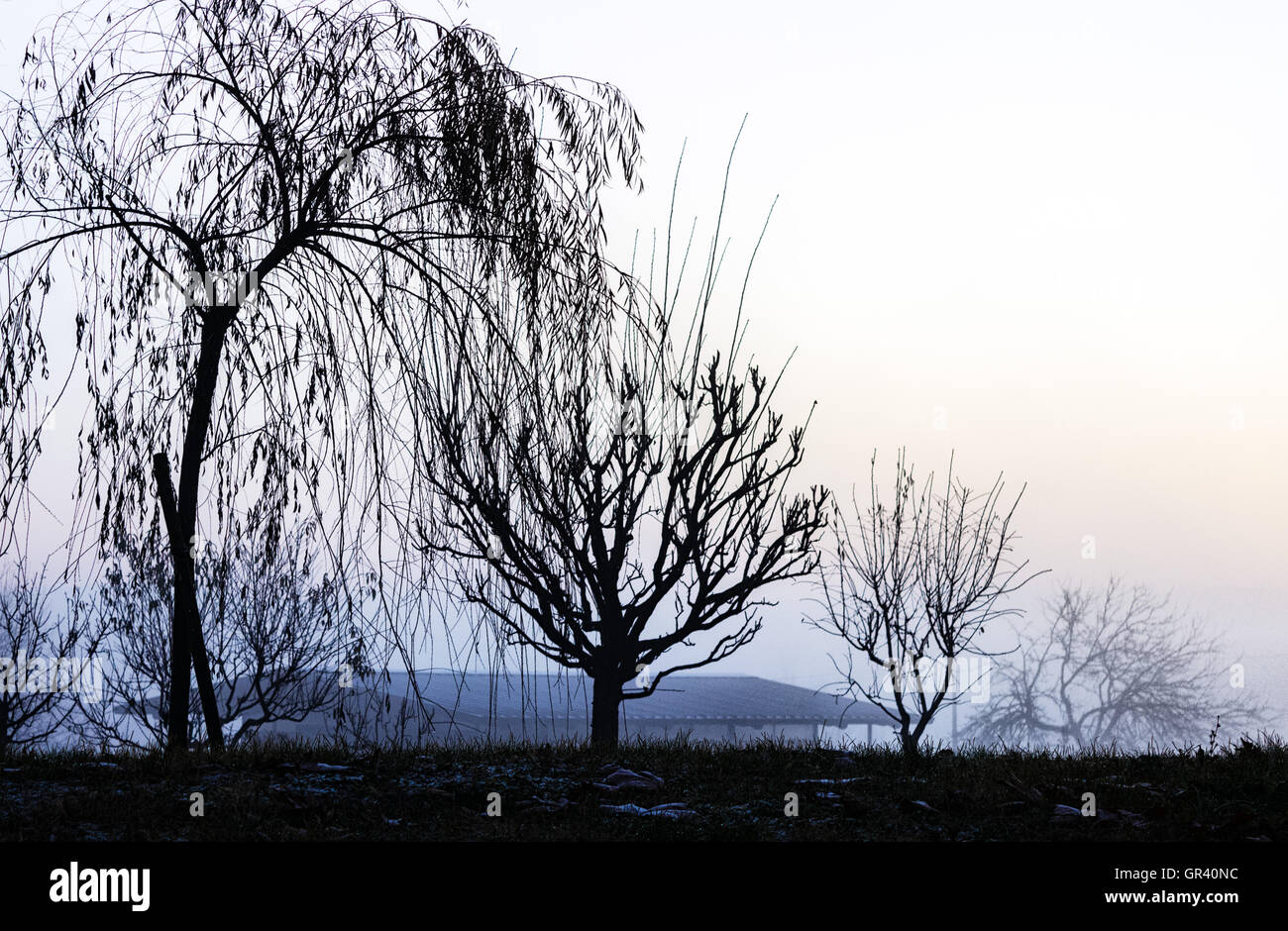 Leafless Trees In Silhouette High Resolution Stock Photography and ...