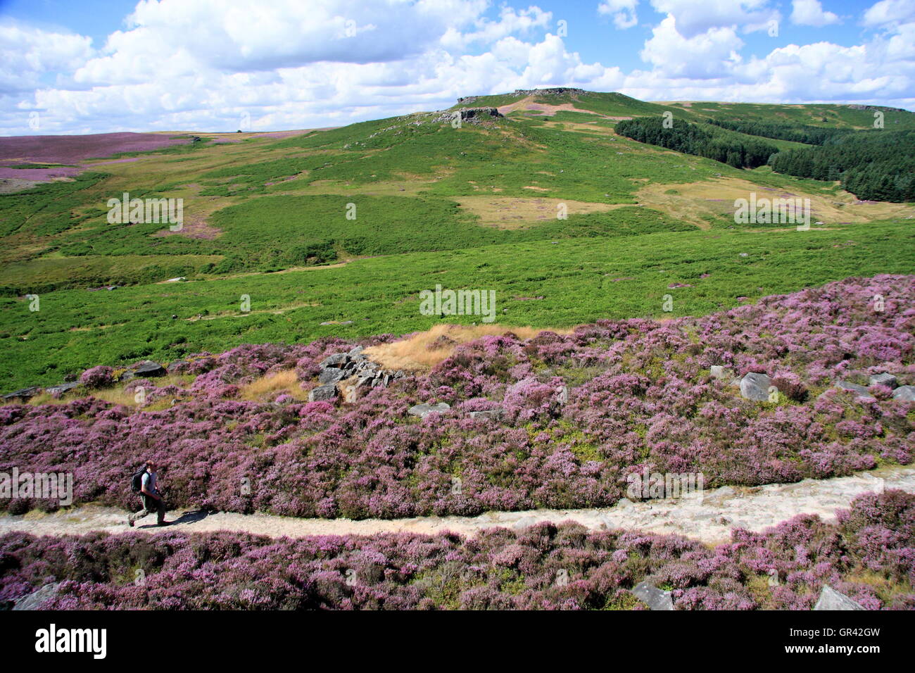 A man on a popular walking route across heather clad Burbage Moor, looking to Higger Tor, Sheffield, Peak District - August Stock Photo