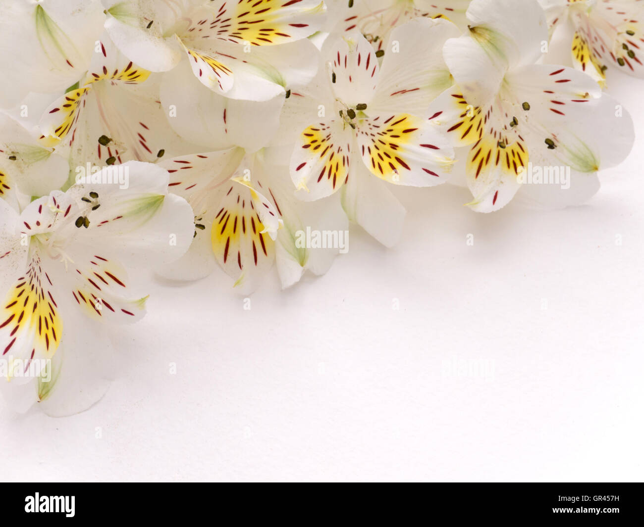 Delicate white and yellow alstroemeria flowers in the corner of white background Stock Photo