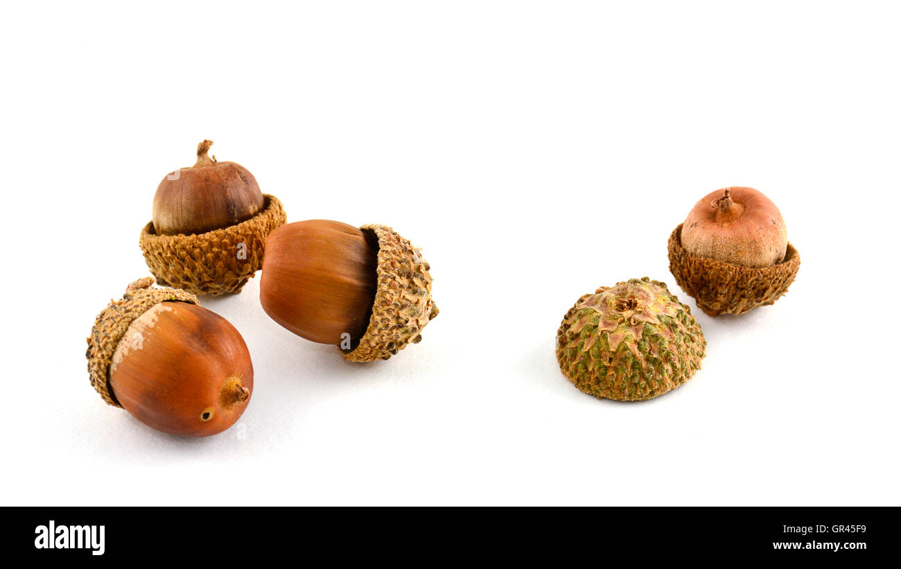 Freshly fallen acorns with hats are a symbol of Autumn, on white background in horizontal format Stock Photo