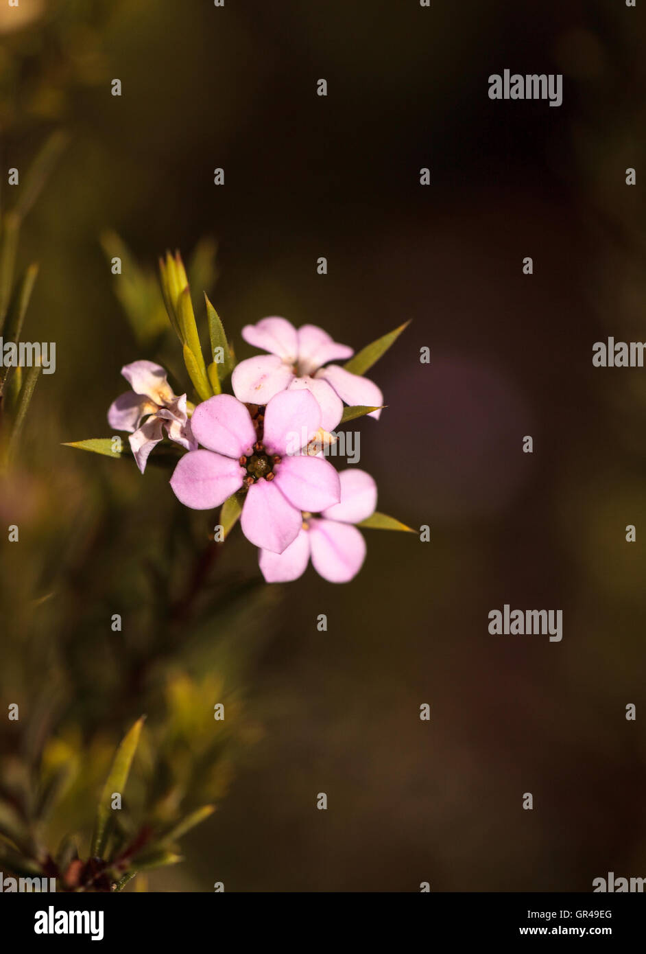 Tiny pink flowers on a Leptospermum Tea Tree bush growing in a botanical garden in summer Stock Photo