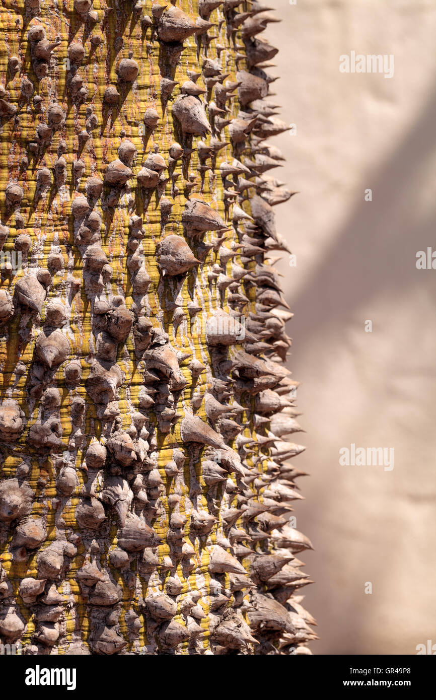 Thick thorns grow on a silk floss tree, Ceiba speciosa species Stock