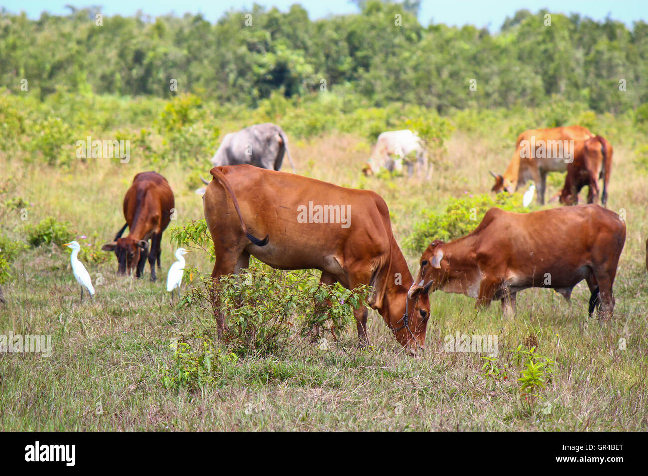 Cows on a summer pasture Stock Photo - Alamy