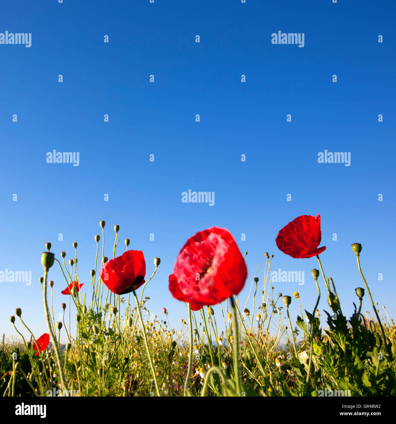 Red Poppy flowers with blue sky background Stock Photo - Alamy