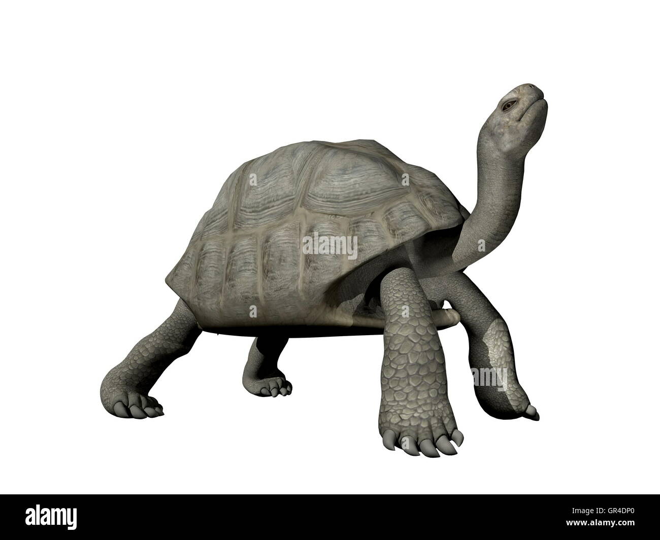 Galapagos tortoise illustration hi-res stock photography and images - Alamy