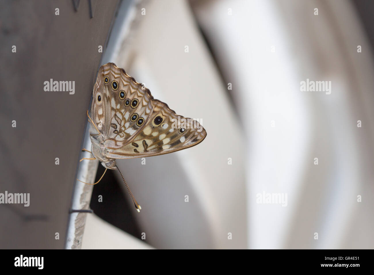 A closeup of a Hackberry Emperor butterfly (Asterocampa celtis) obtaining salt and minerals from a car tyre / tire, Indiana, USA Stock Photo
