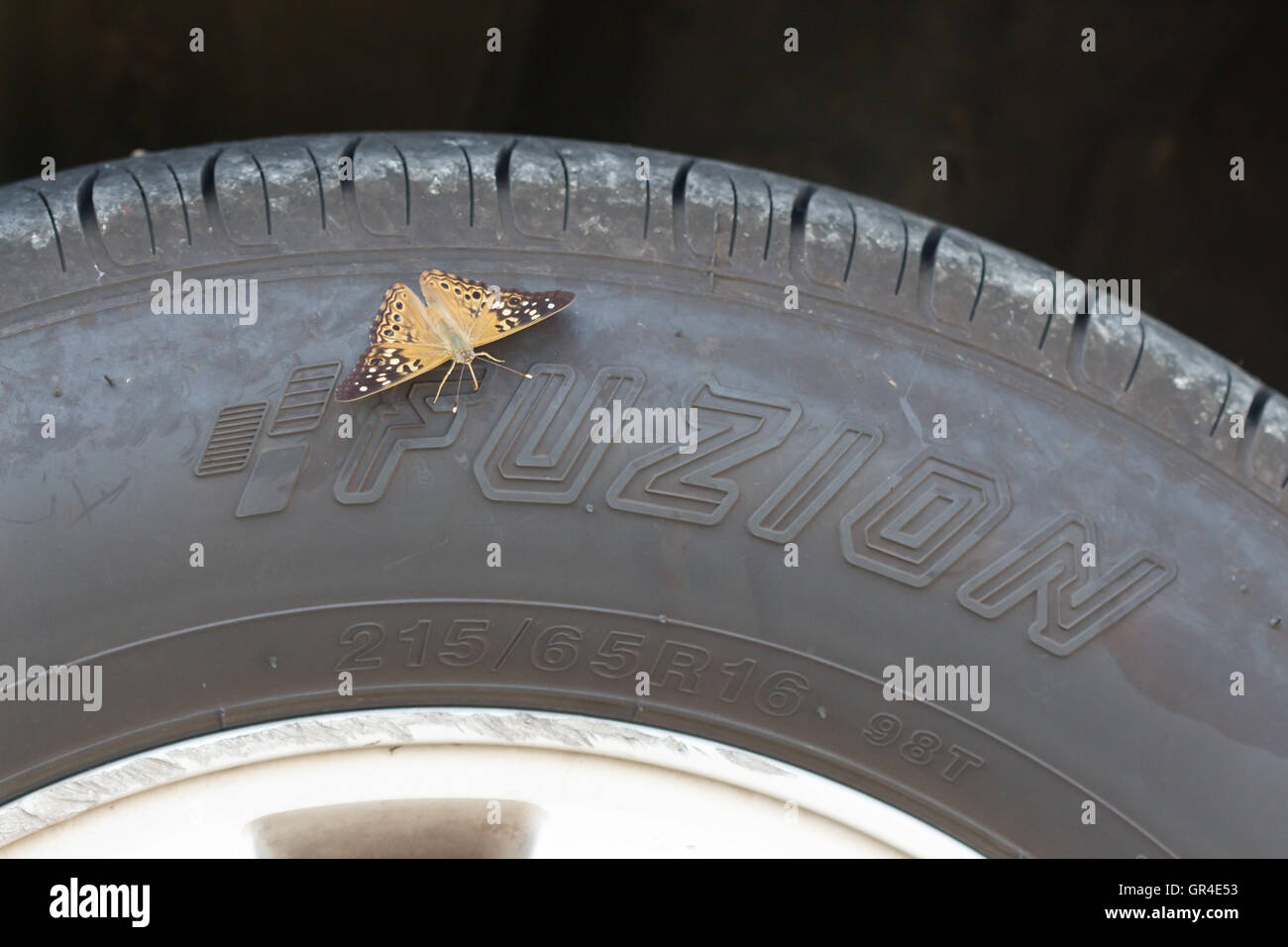 A Hackberry Emperor butterfly (Asterocampa celtis) obtaining salt and minerals from a Fuzion car tyre / tire, Indiana, USA Stock Photo