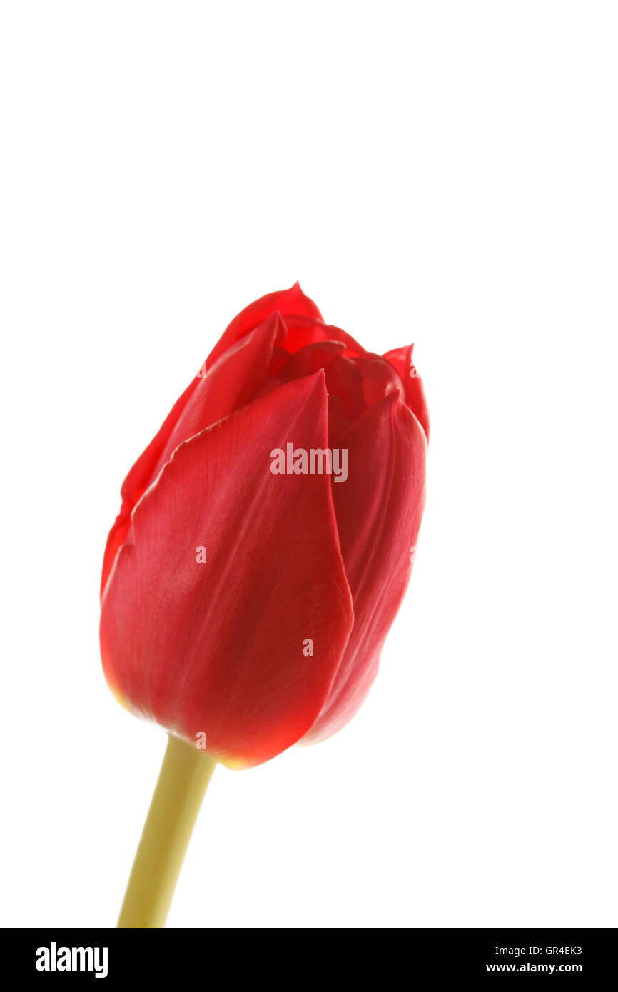 Tulip symbol of holland hi-res stock photography and images - Alamy