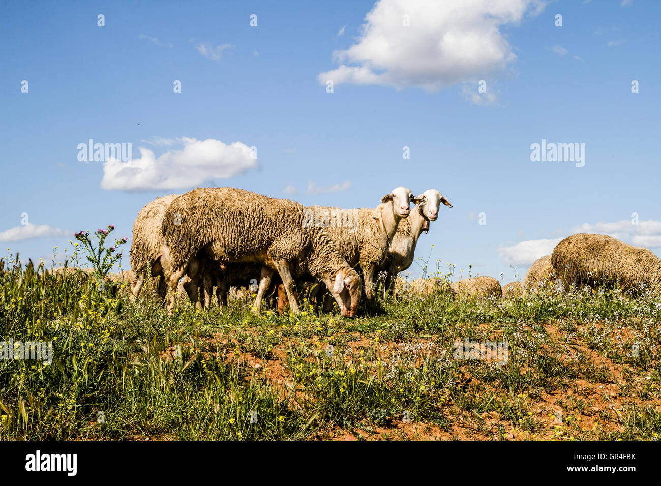 Sheep in wheat field, and summer freedom Stock Photo