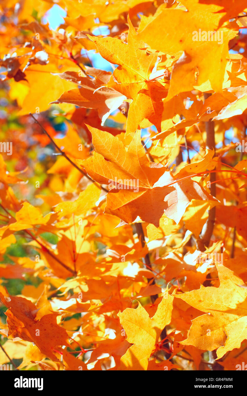 autumn foliage Stock Photo