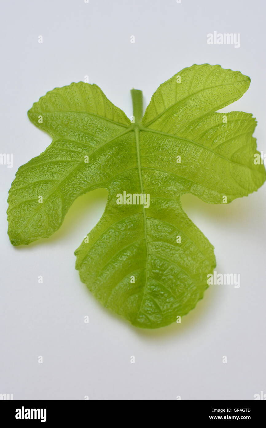 Fig leaf isolated. A fig leaf to cover up rather than black stripes Fig leaf front angle view Fig leaf to cover nudity or sensor Stock Photo